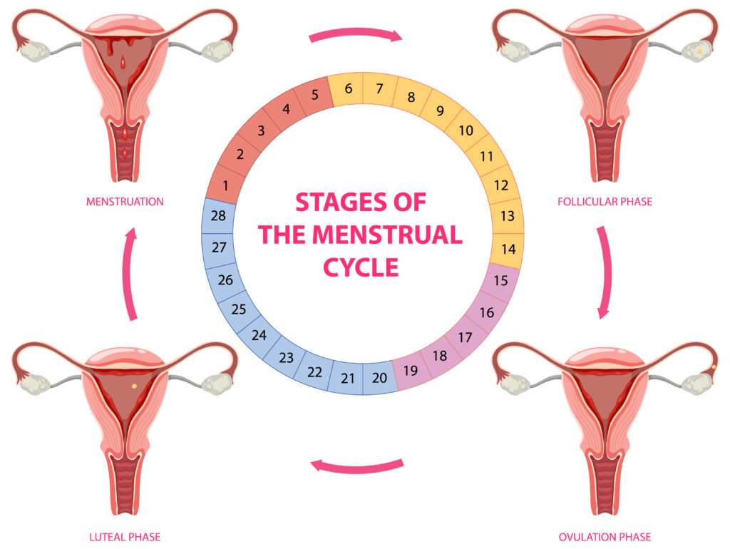 4 phases of menstrual cycle